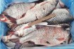 Пропонуємо купити свіжовиловлену охолоджену річкову рибу оптом: карас фото № 2