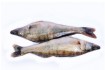 Пропонуємо купити свіжовиловлену охолоджену річкову рибу оптом: карас фото № 3