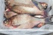 Пропонуємо купити свіжовиловлену охолоджену річкову рибу оптом: карас фото № 4
