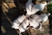 Продам щенков западно-сибирской лайки
Возраст-1,5 мес
Привиты по во фото № 1