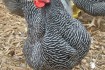 Продам суточных цыплят несушки Доминант ( крапчатый, голубой, красный фото № 1