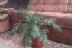 Хамедорея. Растение из семейства пальмовых.
Не прихотливо в уходе,
 фото № 2