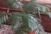 Хамедорея. Растение из семейства пальмовых.
Не прихотливо в уходе,
 фото № 3