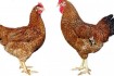 Продам суточных цыплят несушки Доминант ( крапчатый, голубой, красный фото № 2