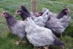 Продам суточных цыплят несушки Доминант ( крапчатый, голубой, красный фото № 3