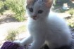 Ищем добрых хозяев для двух очаровательных котят (белая девочка и сер фото № 1