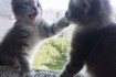 Ищем добрых хозяев для двух очаровательных котят (белая девочка и сер фото № 2
