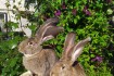 Кролики породы Обер, Французский баран фото № 1