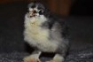Цыплята породы 'Брама', вылупились 16.06.2020, пропоены витаминным ко фото № 1