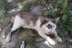 Лисичанск! Котику очень нужна ваша помощь! Умоляю: помогите!!! Под мн фото № 2
