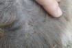 Лисичанск! Котику очень нужна ваша помощь! Умоляю: помогите!!! Под мн фото № 4