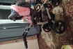 Продам коляску для девочки в хорошем состоянии из минусов только цара фото № 1