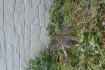 4 маленьких пушистика ищут новый дом.Котята ласковые,добрые ,будут ва фото № 2