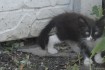 4 маленьких пушистика ищут новый дом.Котята ласковые,добрые ,будут ва фото № 1