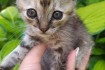Северодонецк и Лисичанск! Котята в добрые руки! Совершенно бесплатно! фото № 1