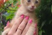 Северодонецк и Лисичанск! Котята в добрые руки! Совершенно бесплатно! фото № 2