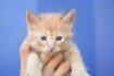 Северодонецк! Котята в добрые руки! Возраст 2 месяца. Очаровательная  фото № 2