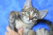 Северодонецк! Котята в добрые руки! Возраст 2 месяца. Очаровательная  фото № 4