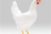 Курица молодка Ломан-Браун возраст4,5мес-170грн/шт.
Легорн 1.5года-60 фото № 1