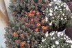 Продам хризантему шаровидную- мультифлора. Сорта среднего срока цвете фото № 2