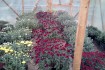 Продам хризантему шаровидную- мультифлора. Сорта среднего срока цвете фото № 3