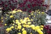 Продам хризантему шаровидную- мультифлора. Сорта среднего срока цвете фото № 4