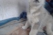 Продам очень красивого аллиментного щенка Сибирской хаски.Мальчик.Род фото № 1