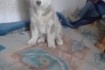 Продам очень красивого аллиментного щенка Сибирской хаски.Мальчик.Род фото № 2
