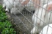 Молодняк кроликов быстрорастущих мясных пород - белый паннон, термонс фото № 1