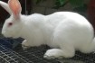 Молодняк кроликов быстрорастущих мясных пород - белый паннон, термонс фото № 3