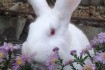 Молодняк кроликов быстрорастущих мясных пород - белый паннон, термонс фото № 4