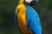 Продам попугаев Ара: красно-синий. Покупая такого попугая Вы приобрет фото № 1