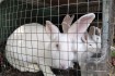 продам кроликов породы белый паннон
цена 80 грн/кг живого веса фото № 1