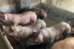 Хряки Кантор, Дюрок, Ландрас, Макстер - племенной молодняк со свиноко фото № 3