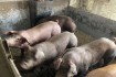 Хряки Кантор, Дюрок, Ландрас, Макстер - племенной молодняк со свиноко фото № 4