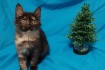 Котята в добрые руки! Возраст 1.5-2  мес.Две девочки. Игривые,ручные, фото № 1