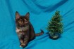 Котята в добрые руки! Возраст 1.5-2  мес.Две девочки. Игривые,ручные, фото № 4