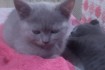Продам шотландских вислоухих котят рожденные 10.09.2020г. Кушают все, фото № 1