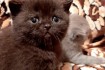 Продам чистокровных котят с хорошо набитой шубкой, есть мальчики и де фото № 1