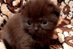Продам чистокровных котят с хорошо набитой шубкой, есть мальчики и де фото № 2