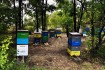 Мёд натуральный
подсолнух , разнотравье :
1 литр - 85 грн.
0,5л - 45г фото № 1