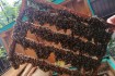 Пчелиные матки Карпатской породы собственного вывода. Без посредников фото № 1