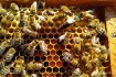 Пчелиные матки Карпатской породы собственного вывода. Без посредников фото № 3