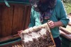 Пчелиные матки Карпатской породы собственного вывода. Без посредников фото № 4