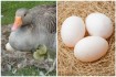 Гуси (запись на яйцо на февраль)
Легард - 35 гривен
Линда - 35 гривен фото № 4