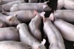 Свинокомплекс предлагает купить поросят на откорм.
Минимальная партия фото № 4