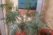 Продам взрослую пальму пальму Хамедорея.
Не прихотливо в уходе.
Высот фото № 2