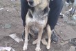 Найда - молодая собака, брошенная хозяевами в Вороново, соседи в посл