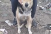 Найда - молодая собака, брошенная хозяевами в Вороново, соседи в посл фото № 1