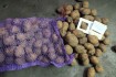 Агропредприятие реализует картофель товарный и картофель семенной соб фото № 4